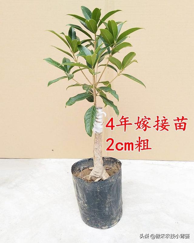 嫁接有哪两种方式，嫁接的方式有两种（桂花几月份嫁接）