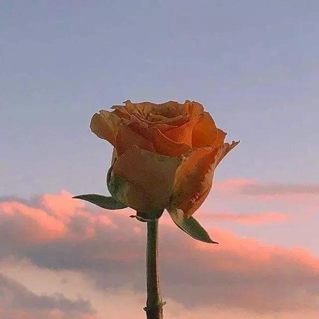 三观超正的温柔句子，三观超正的温柔句子英文（三观超正的温柔句子八字）