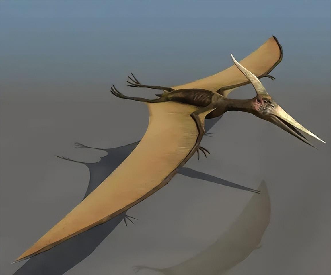 飞龙是什么动物 已经消失的远古生物,进步的飞龙—翼手龙 第2张