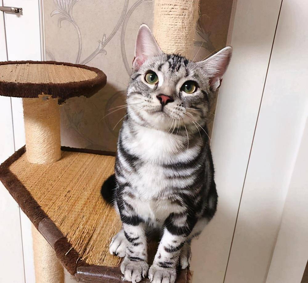 美短怎么看纯不纯？纯种“美短猫”才有的7个特征