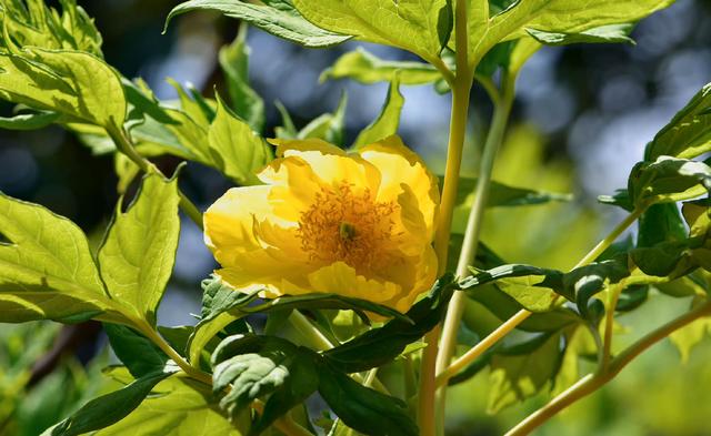 纸花怎么做简单又漂亮，怎么做简单又漂亮的纸花（小小的花朵）