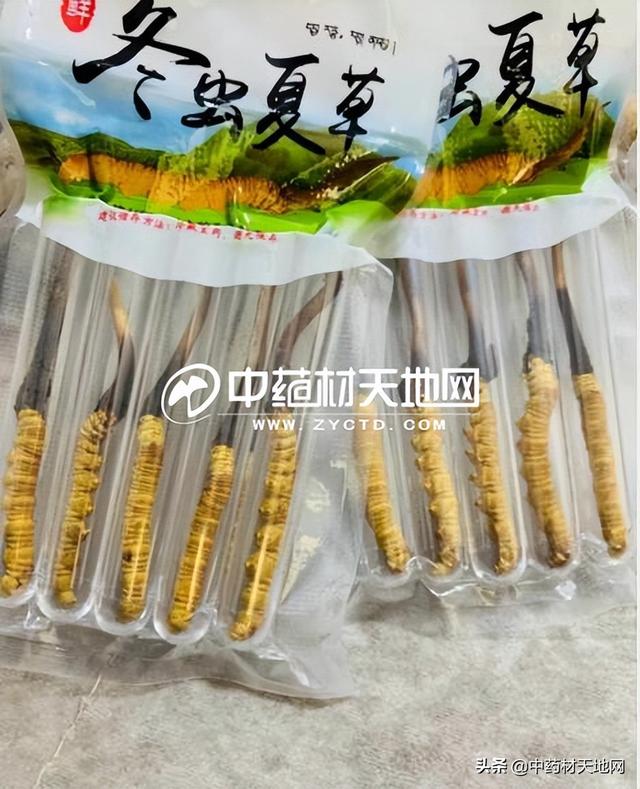 冬虫夏草1248，冬虫夏草烟盒里面1248啥意思（贵细单品：冬虫夏草产新中）