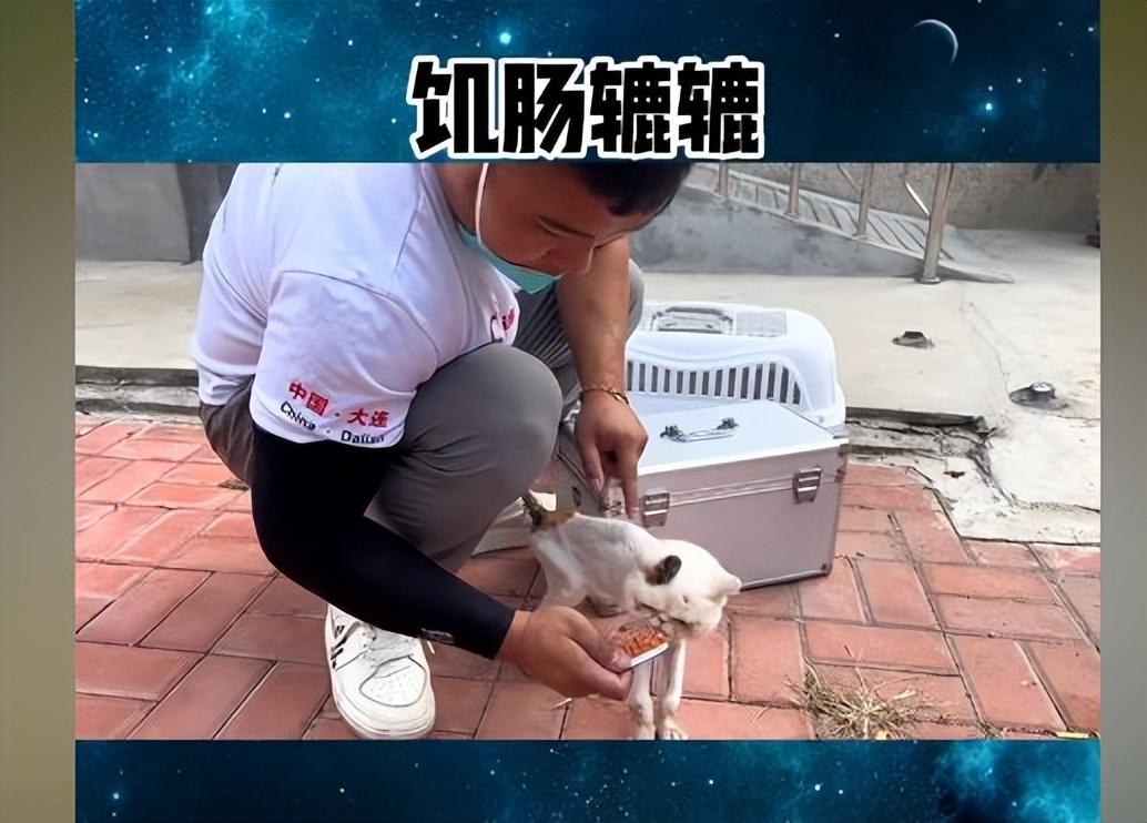 加菲猫3个月重量是多少（宠物猫生长发育指南）