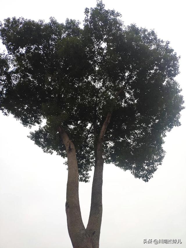 什么是灌木，什么是乔木什么是灌木（怎么区分乔木和灌木）