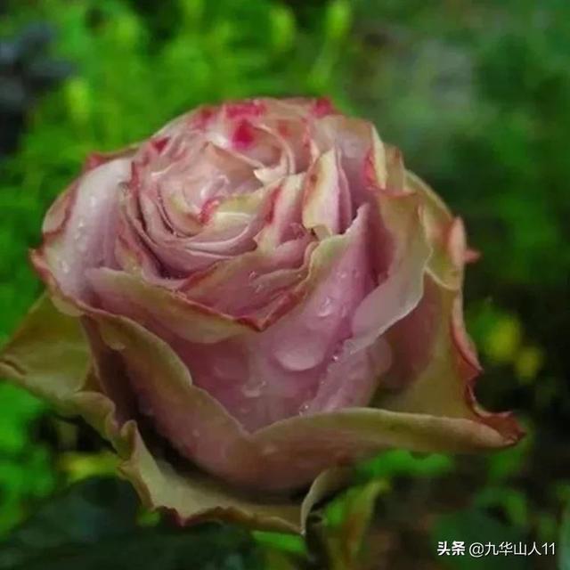 红帽子月季的品种介绍和养殖方法,小红帽月季有几种颜色(常见丰花月季