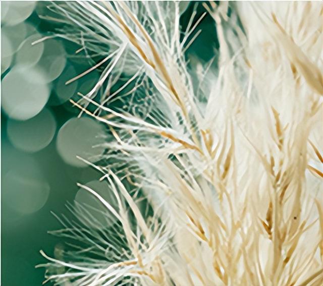 十二月是什么节气 十二月份的节气有哪些，十二月是什么节气（你知道什么是白露吗）