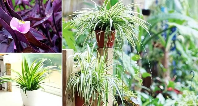 庭院喜阳植物，不同光照民宿花园或农场庭院内30种喜阴、喜阳植物