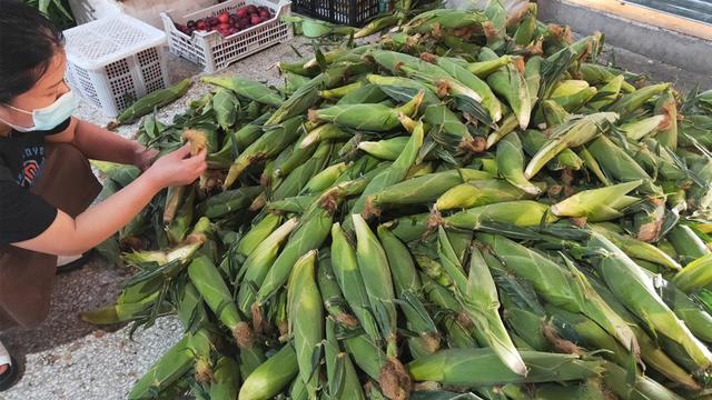 煮玉米棒子怎么做，煮玉米棒的做法（直接加清水煮就“废了”）