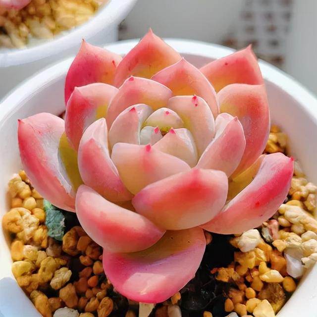 怎么养多肉才又矮又肥，多肉越长越高怎么修剪（这四点记住可以让多肉叶片变得胖嘟嘟）