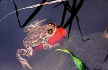 青蛙抱对意思是什么，青蛙抱对是在干什么（癞蛤蟆为何常抱在鲤鱼身上）