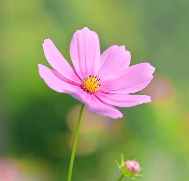唯美花朵，唯美花朵图片（唯美清新的花朵图片）