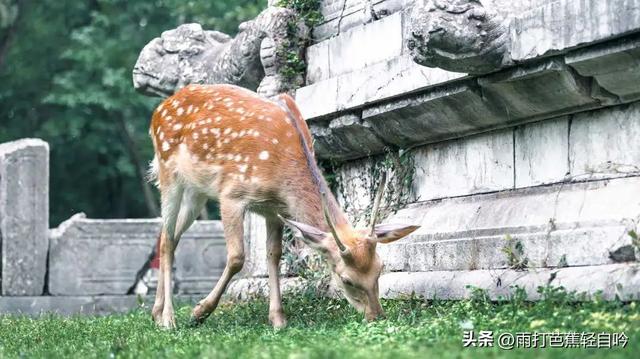 鸡鸣寺要门票吗，鸡鸣寺要预约吗（2023年南京吃住行玩超全攻略）