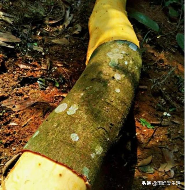 玉桂玉桂狗头像小山村那些绿油油的玉桂树玉桂狗头像女