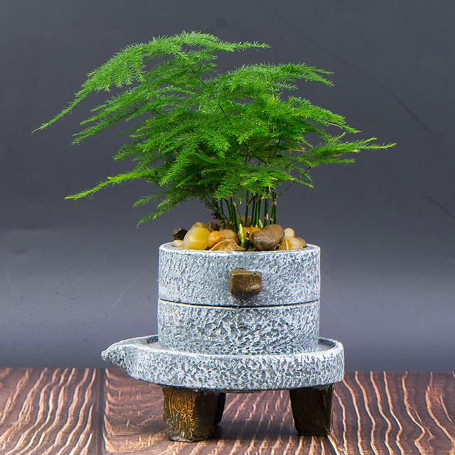 粉色的花有哪些，粉色的花有哪些（17大“吉祥花”）