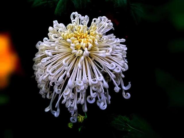 重阳节和菊花有什么关系，重阳节菊花代表什么意思（重阳节与菊花）