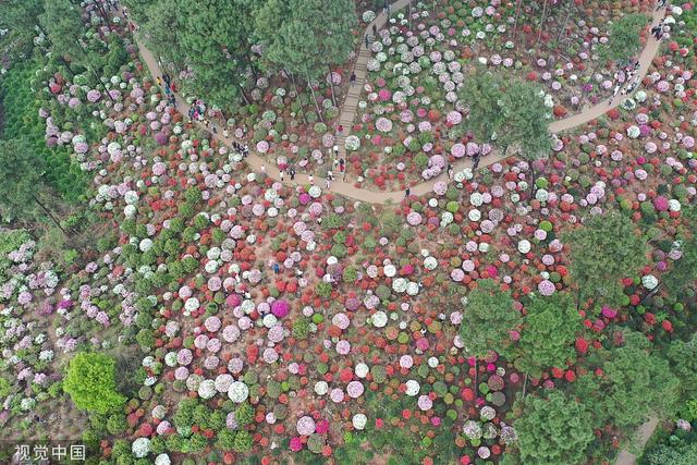 杜鹃花的介绍-杜鹃花的风水学应用，杜鹃花 百度百科（重庆：大片杜鹃花林荫下盛开）
