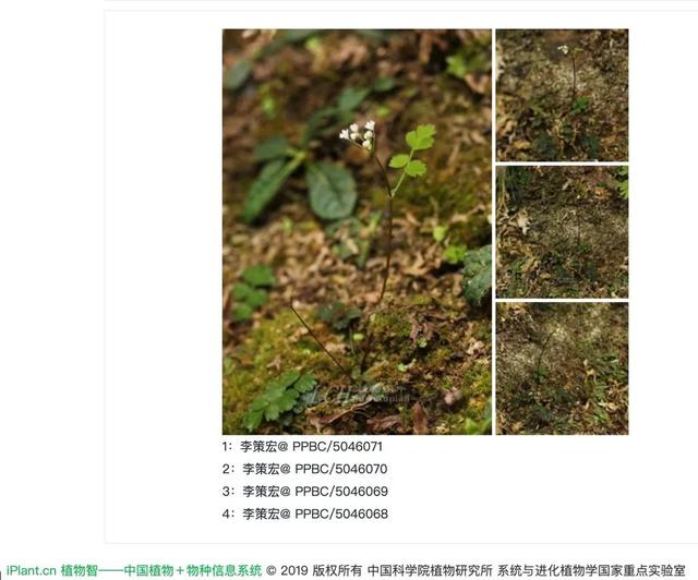 神奇的植物有哪些，世界上八大神奇植物（这些神奇植物你见过吗）