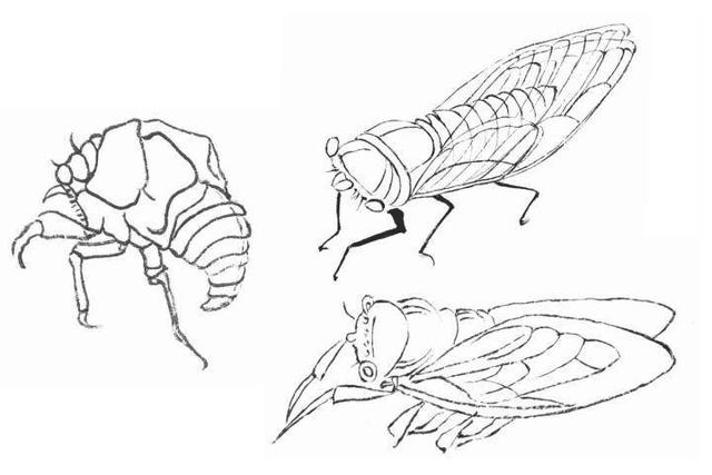 蝉和知了一样吗，蝉和知了是一个吗（当代散文，蝉如夏花）