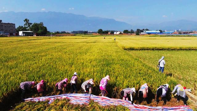 8千克是多少斤，08千克等于几斤（代号“玮两优8612”亩产1076.16千克）