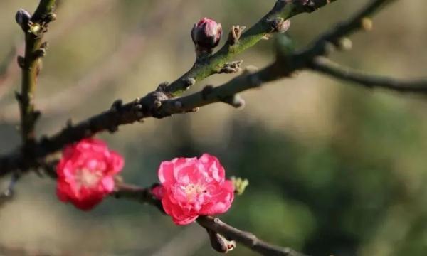 广州花卉市场主要在哪个区，广州今年有没有迎春花市