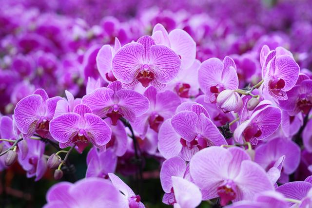 花数量代表的意义，21朵玫瑰花数量代表的含义（今年广州年花量大价优）