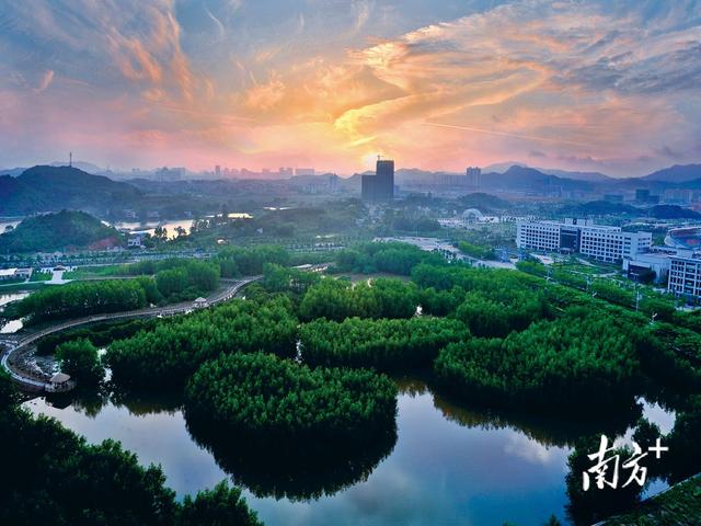 多图｜绿美大亚湾，值得你喜欢